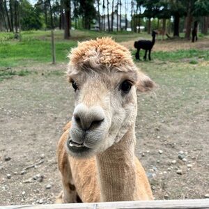 Meet your Posher, Alana